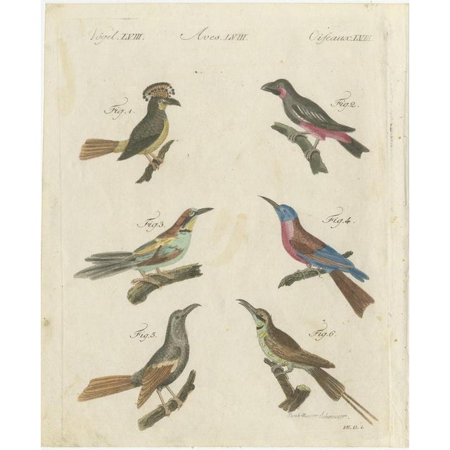 Bertuch, Royal Flycatcher and Bee-Eaters, 1805, Print For Sale - Image 3 of 12