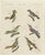 Bertuch, Royal Flycatcher and Bee-Eaters, 1805, Print For Sale - Image 3 of 12