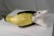 Early 20th Century Porcelain Indian Golden Oriole by Karl Ens Volkstedt Germany For Sale - Image 12 of 12