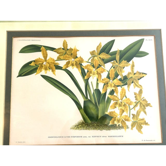 Alphonse Goossens (1866–1944) was a renowned Belgian botanical artist and illustrator celebrated for his highly detailed...