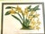 Alphonse Goossens (1866–1944) was a renowned Belgian botanical artist and illustrator celebrated for his highly detailed...