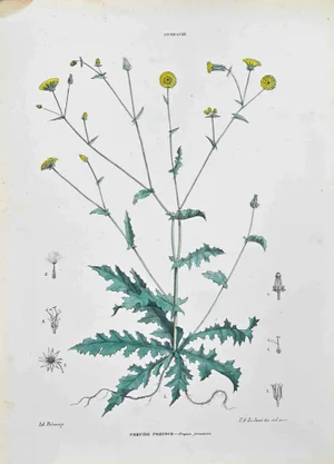 Vincenzo Tenore, The Cicoraceae, Lithograph, 1870s