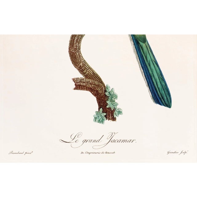 1960s French Bird Print, Jacques Barraband, the Great Jacamar (Le Grand Jacamar) For Sale - Image 4 of 4