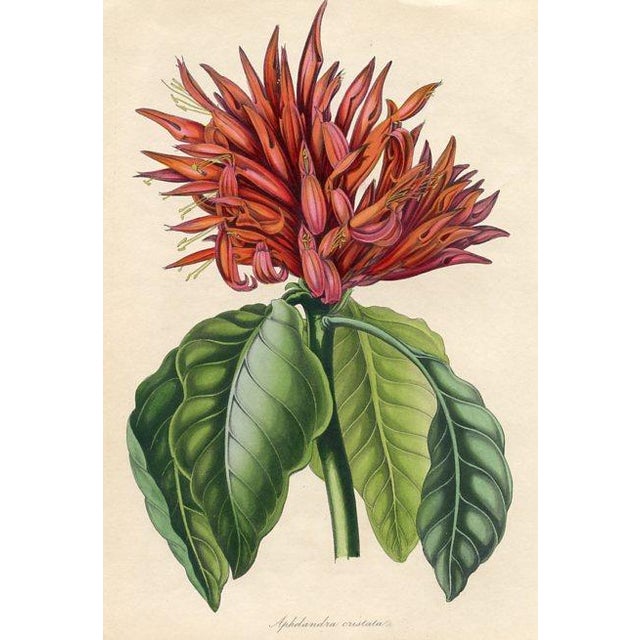Original early 1800s hand colored botanical print that appeared in the "Magazine of Botany", a British horticultural...