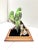 Mid Century Porcelain Parakeet Sculpture – Chinoiserie Bird Figurine on Wood Base For Sale - Image 4 of 12
