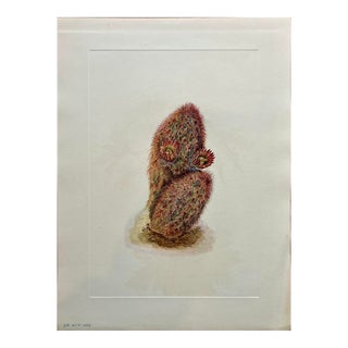 Mary Vaux Walcott "Desert Cactus" Color Lithograph C.1925 For Sale