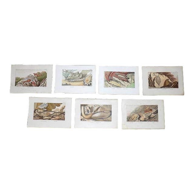 Antique 19th Century Sea Creature Lithographs--Set of 7 For Sale
