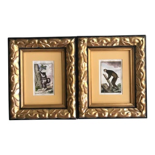 18th Century French De Buffon Engravings of Monkeys, Framed - Set of 2 For Sale