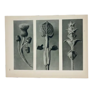Antique Botanical Blossfeldt Print - No. 101