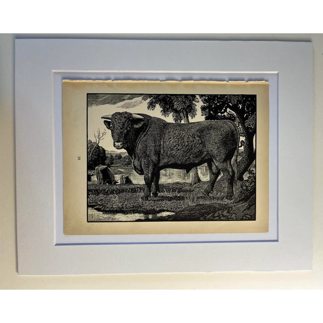1942 Bull Engraving by Tunnicliffe Print For Sale - Image 4 of 4