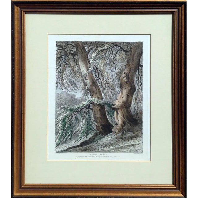 Early 19th Century "Beech Trees" Landscape Aquatint, Framed For Sale