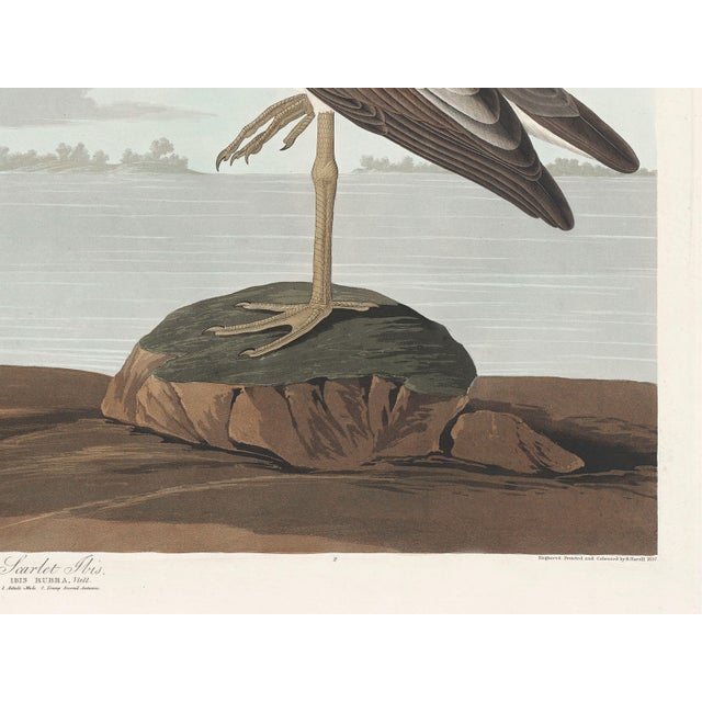 Scarlet Ibis by John James Audubon, Vintage Art Print Reproduction, 16" × 12" For Sale - Image 9 of 10