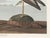 Scarlet Ibis by John James Audubon, Vintage Art Print Reproduction, 16" × 12" For Sale - Image 9 of 10