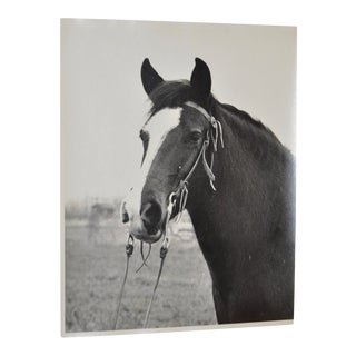 Vintage Black & White Horse P Photograph C.1950s For Sale