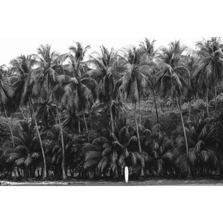 "Out of Office" - Limited Edition Fine Art Photo - Horizontal 24"x36" - Black and White Photo Costa Rica Beach Palm Trees Surfboard by Kristen M Brown For Sale