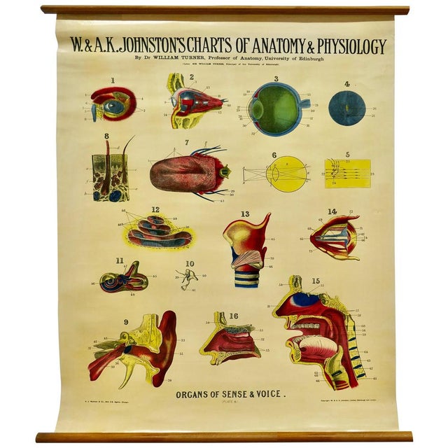 Textile Large University Anatomical Chart of Organs of Sense & Voice by Dr. William Turner, 1920s For Sale - Image 7 of 7