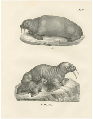 Walruses in Arctic Habitat with Calf Illustration, 1836, Paper