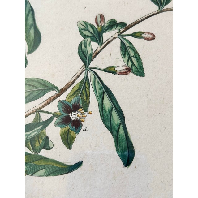 19th C. Hand Colored Engraving Botanical For Sale In San Francisco - Image 6 of 11