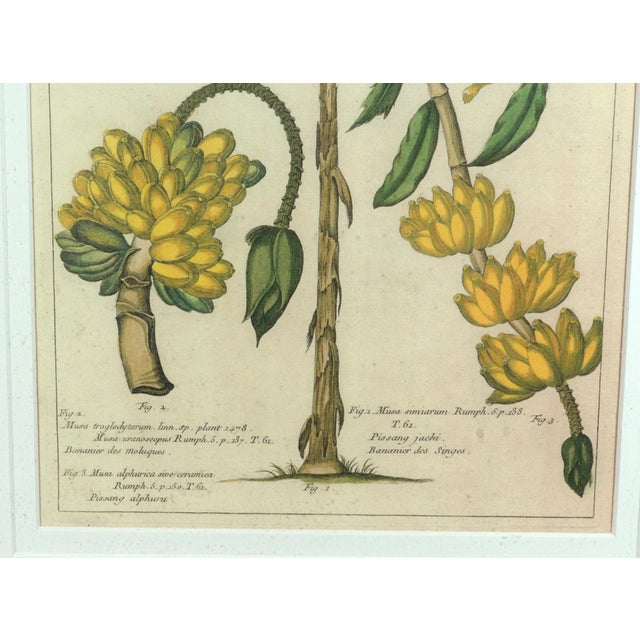 Botanical Hand-Colored Copper Engraving of Banana Plants, Georg Eberhard Rumphius, 1741–1750) For Sale In Philadelphia - Image 6 of 17