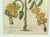 Botanical Hand-Colored Copper Engraving of Banana Plants, Georg Eberhard Rumphius, 1741–1750) For Sale In Philadelphia - Image 6 of 17