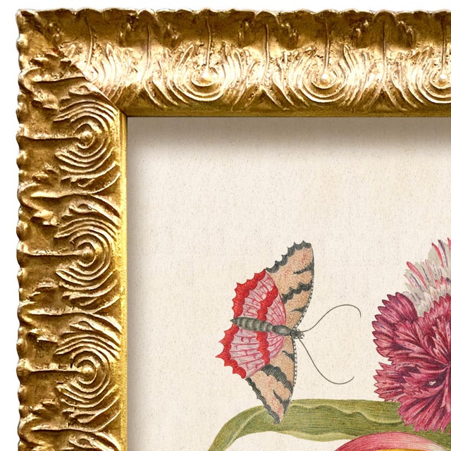 Wood Vintage Reproduction Giclee Set of Birds and Butterflies-Framed (Set of All 4) For Sale - Image 7 of 7