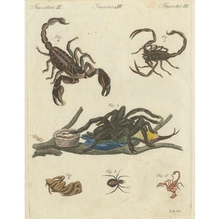 Bertuch, Tarantula, Spiders and Scorpions, 1790, Engraving For Sale
