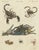 Bertuch, Tarantula, Spiders and Scorpions, 1790, Engraving For Sale
