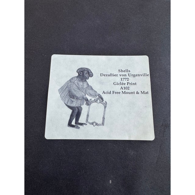 Shells Giclee Print For Sale In Detroit - Image 6 of 6