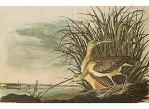 1966 Vintage Farmhouse Cottage XL Print "Long-Billed Curlew" After John James Audubon