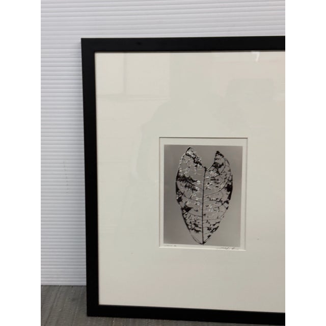 Circa 1992 Stefano Massei's "Jamaica" Leaf, Print For Sale In San Francisco - Image 6 of 12