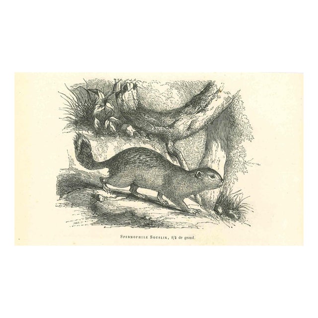 Paul Gervais, Spermophilus, 1854, Lithograph For Sale