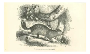 Paul Gervais, Spermophilus, 1854, Lithograph