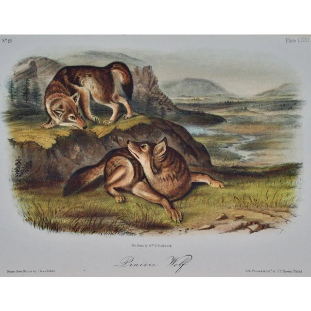 This is an original John James Audubon hand-colored royal octavo lithograph entitled "Prairie Wolf", No. 15, Plate LXXI,...