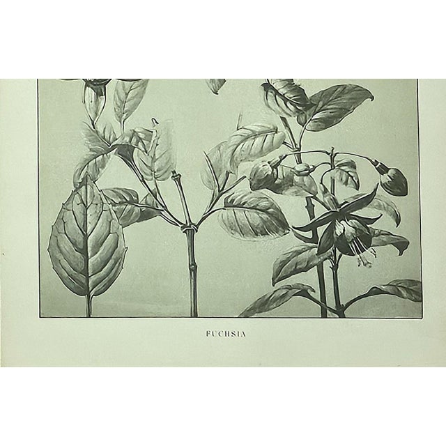 1902 -Set of 3 Antique French Botanicals- Ivy, Fushia, Sweet William, Documentation For Sale - Image 10 of 14