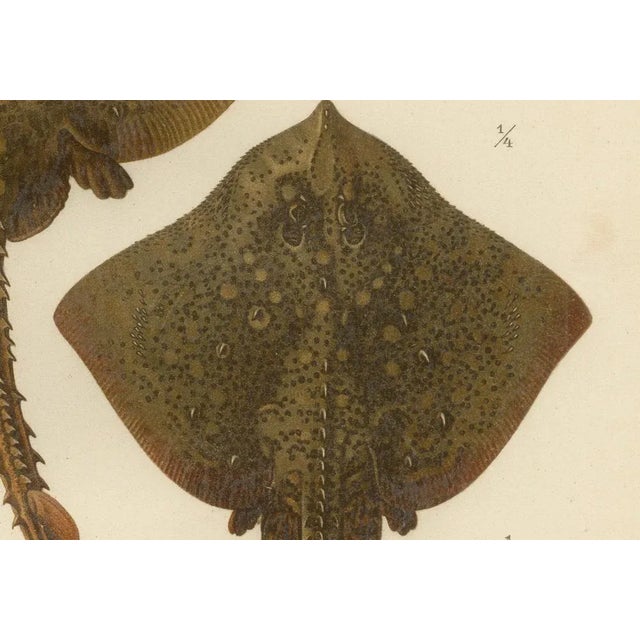 W. v. Wright, Thornback and Starry Rays from Pisces Scandinaviae, 1895, Lithograph For Sale - Image 4 of 10