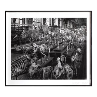 Matthew Pillsbury, Hordes, La Galerie d'Anatomie Comparée, Musée d'Histoire Naturelle, Pigment Ink Print For Sale