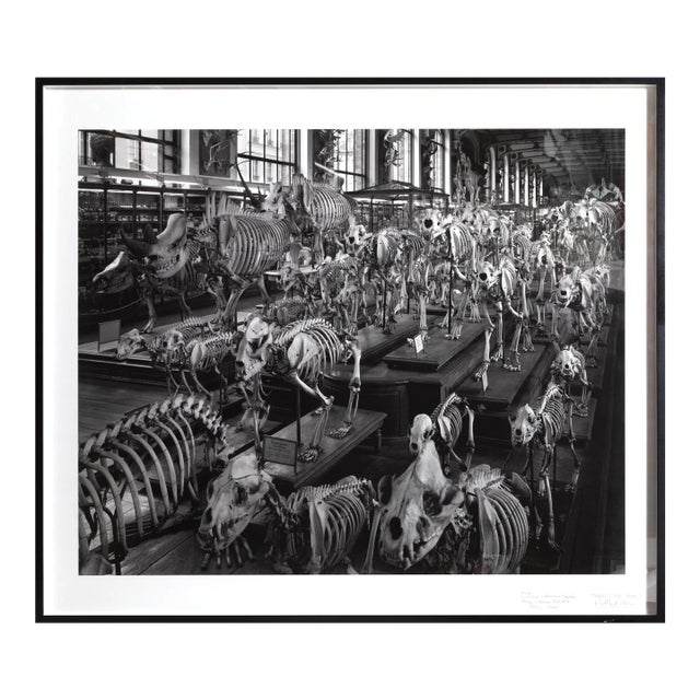 Matthew Pillsbury, Hordes, La Galerie d'Anatomie Comparée, Musée d'Histoire Naturelle, Pigment Ink Print For Sale
