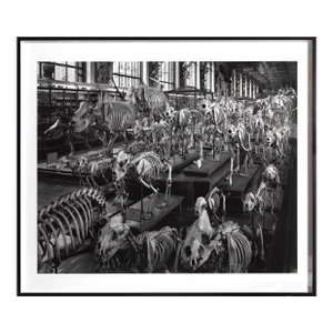 Matthew Pillsbury, Hordes, La Galerie d'Anatomie Comparée, Musée d'Histoire Naturelle, Pigment Ink Print