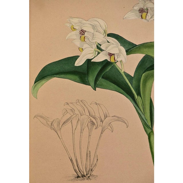 Orchids: Framed 19th C. Hand-Colored Engraving of "Trichosma Suavis" by J. Fitch, 1882 For Sale - Image 4 of 6