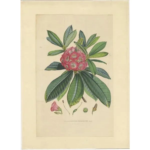 Antique botany print titled 'Rhododendrum Barbatum'. Large lithograph of the rhododendron barbatum. This print originates...