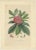 Antique botany print titled 'Rhododendrum Barbatum'. Large lithograph of the rhododendron barbatum. This print originates...