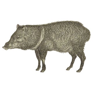 Jean Charles Baquoy, Le Pecari, Etching, 1771 For Sale