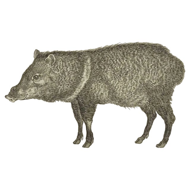Jean Charles Baquoy, Le Pecari, Etching, 1771 For Sale