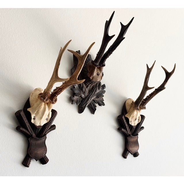 Collection of Antique Black Forest Roe Deer Trophy Antler Mounts - Set of 3 For Sale - Image 15 of 17