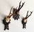 Collection of Antique Black Forest Roe Deer Trophy Antler Mounts - Set of 3 For Sale - Image 15 of 17