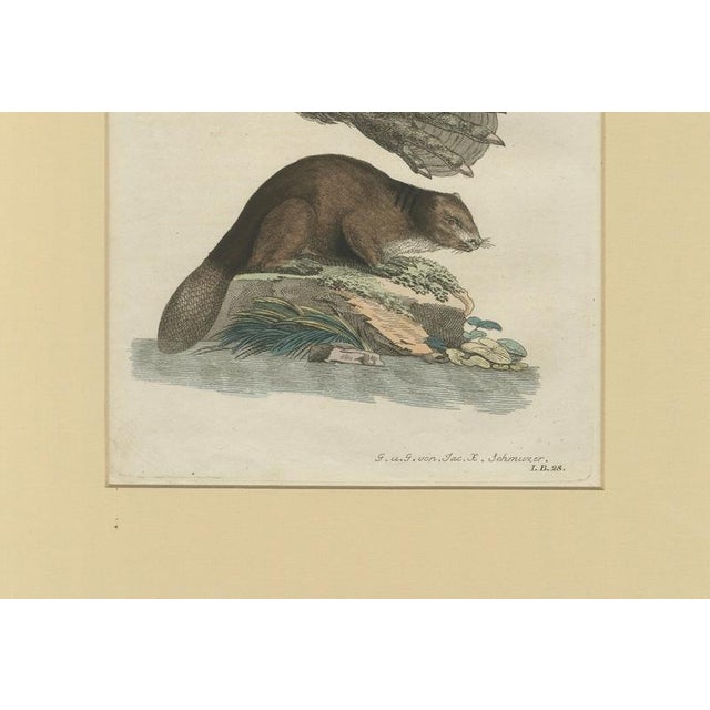 Blue Bertuch, Beaver with Webbed Feet, 1792, Engraving For Sale - Image 8 of 9