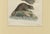 Blue Bertuch, Beaver with Webbed Feet, 1792, Engraving For Sale - Image 8 of 9