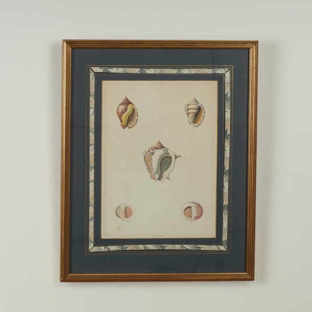 Set of Eight Antique Hand Colored Seashell Prints For Sale - Image 12 of 18