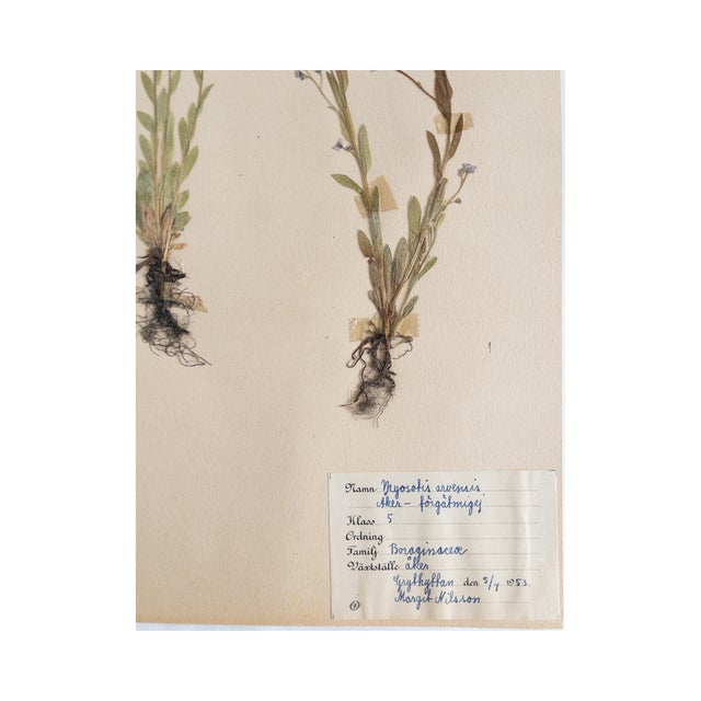 Vintage Swedish Herbarium - Forget Me Not, Circa 1953 For Sale - Image 4 of 4