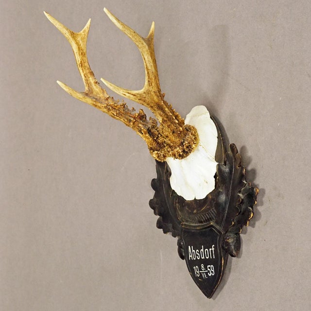 Great Deer Trophy Mount on Wooden Carved Plaque 1959 A large antique deer (Capreolus capreolus) trophy on a wooden carved...